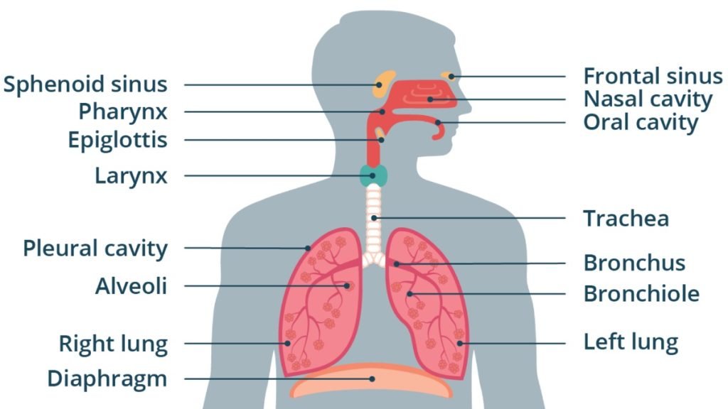 🌬️ Understanding the Respiratory System