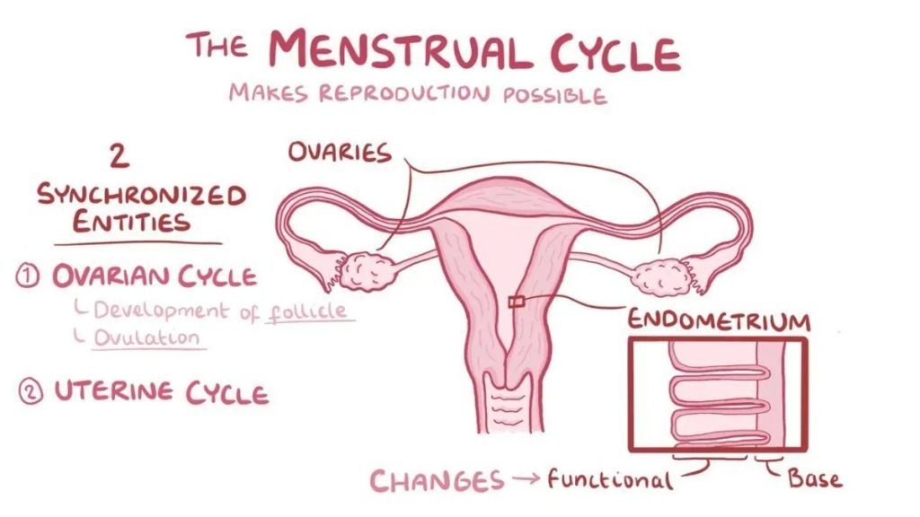 🌸 Understanding the Menstrual and Ovulation Cycle