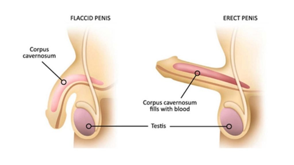 Ayurvedic Treatment for Erectile Dysfunction at Jeevan Ayurveda