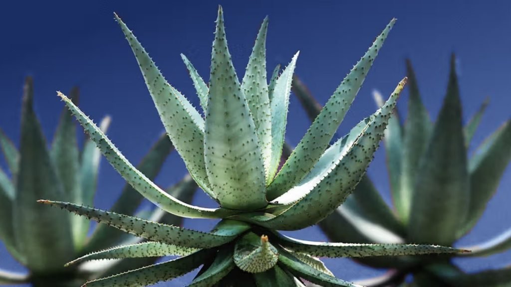 Aloe Vera Skin Problem Ke Liye Kaise Use Kare?