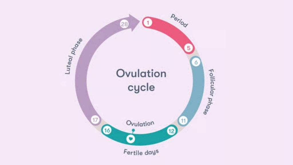 🕰️ Best Time to Conceive (According to Science)

