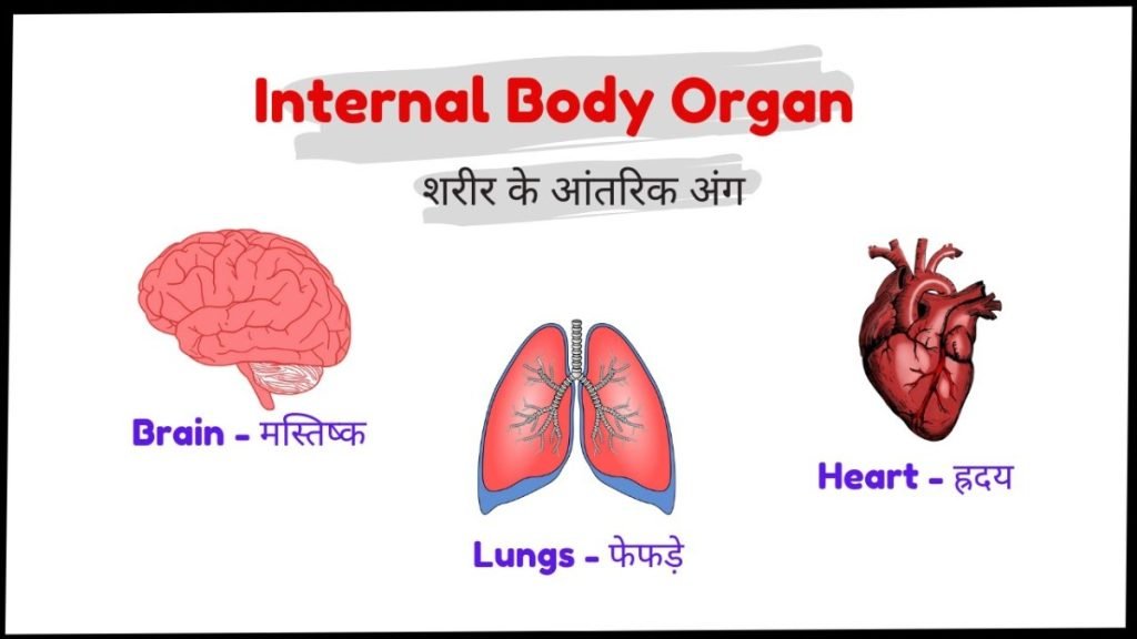 इंटरनल ऑर्गन क्या होते हैं