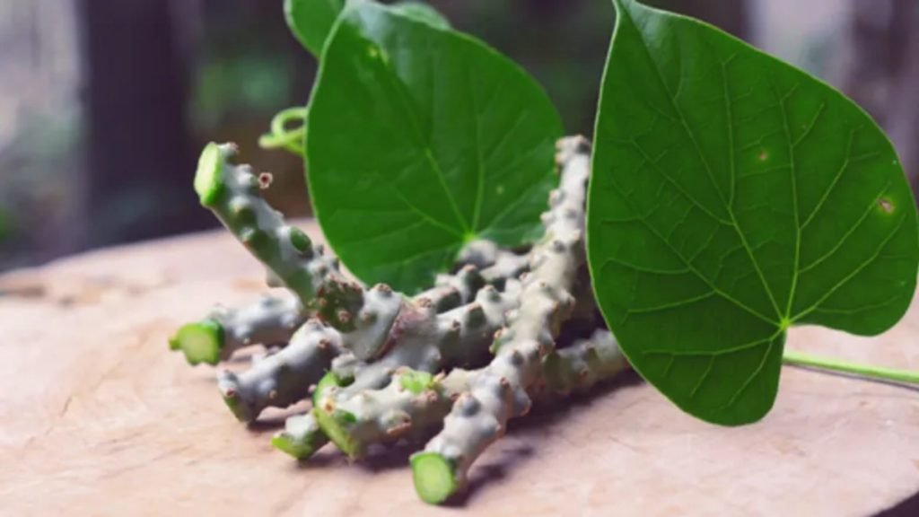 गिलोय का हम कहाँ और कैसे उपयोग कर सकते हैं – Jeevan Ayurveda