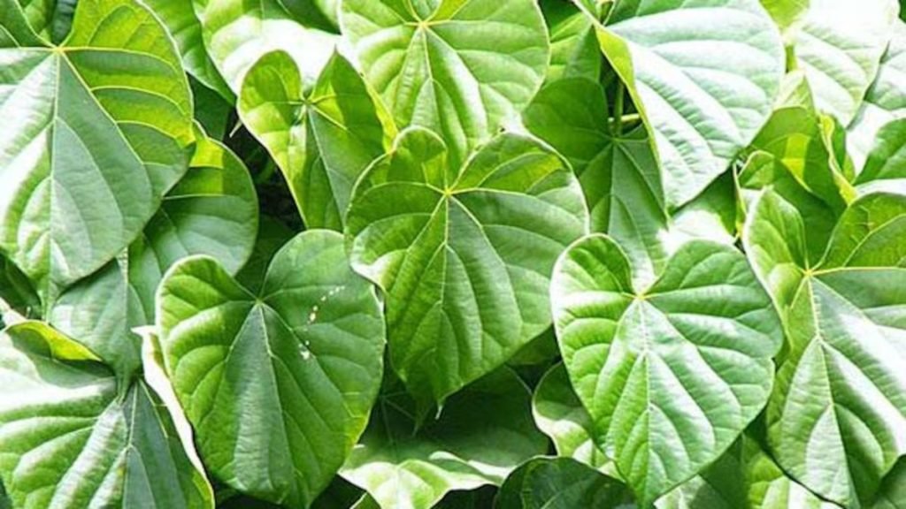 गिलोय क्या है (Introduction to Giloy)