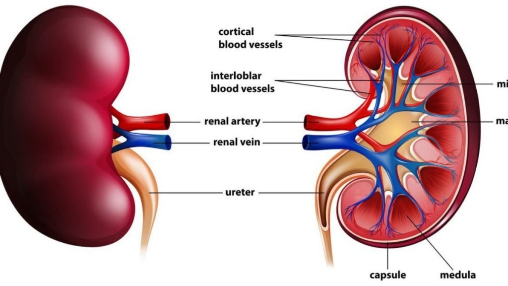 बॉडी-के-इंटरनल-ऑर्गन-क्या