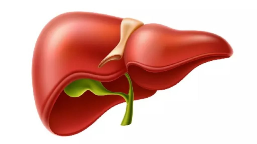 यकृत (Liver) – शरीर का केमिकल फैक्ट्री
