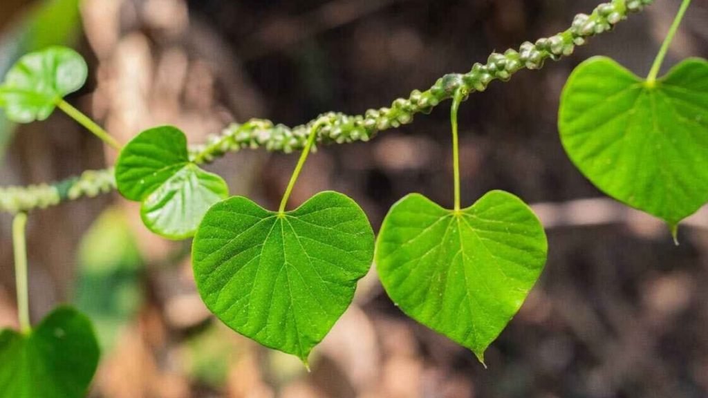 ⭐ गिलोय का हम कहाँ उपयोग कर सकते हैं (Where Can Giloy Be Used)