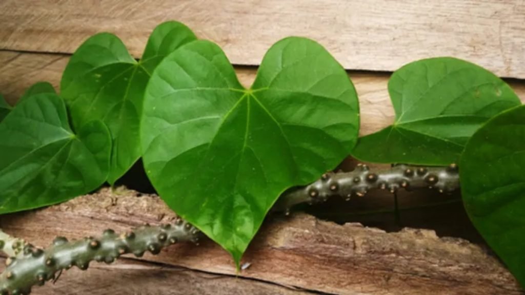 🌿 गिलोय का उपयोग कैसे करें (How to Use Giloy)