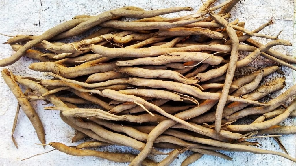 सफेद मूसली क्या होती है