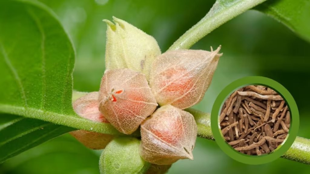अश्वगंधा किस काम आती है (Ashwagandha Benefits)