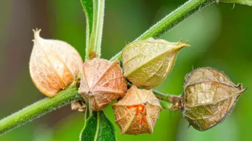 अश्वगंधा किस काम आती है जानिए इसके 15 बड़े फायदे