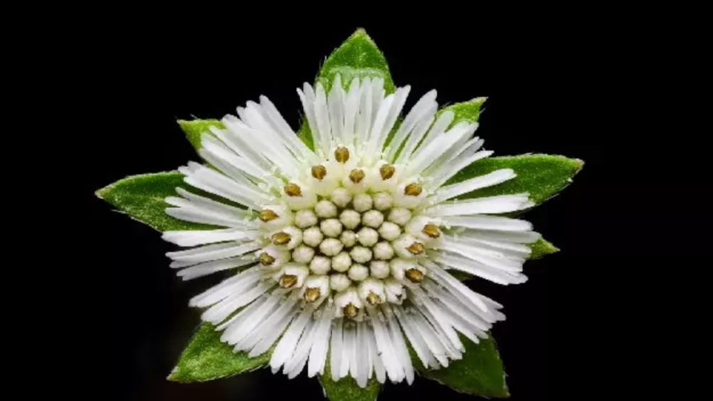 किन लोगों को भृंगराज का उपयोग करना चाहिए