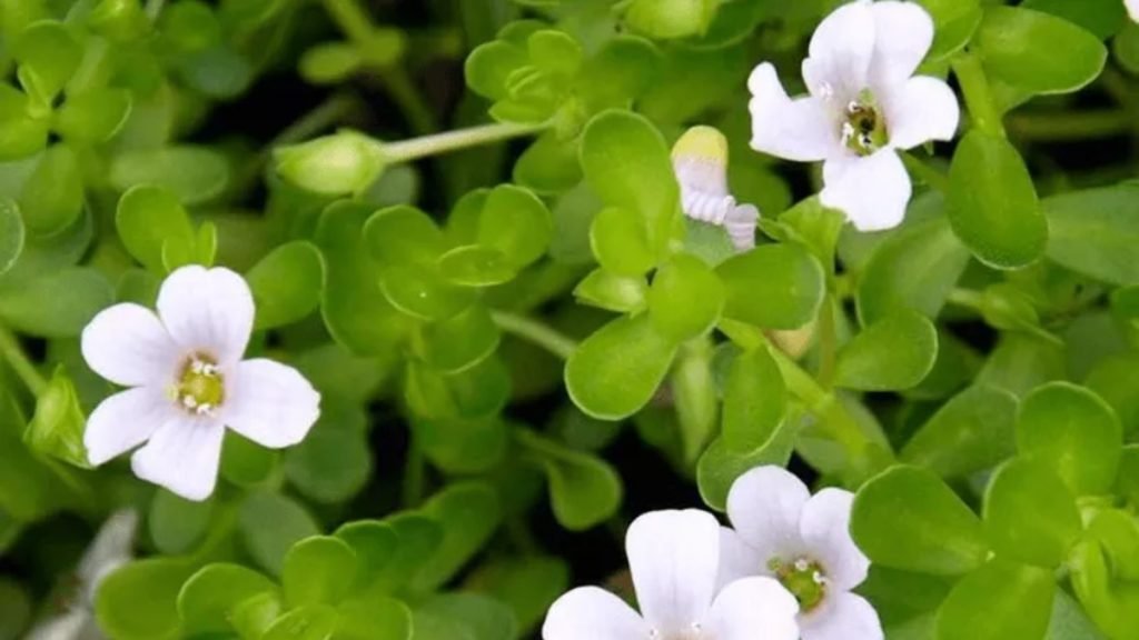 ब्राह्मी क्या है