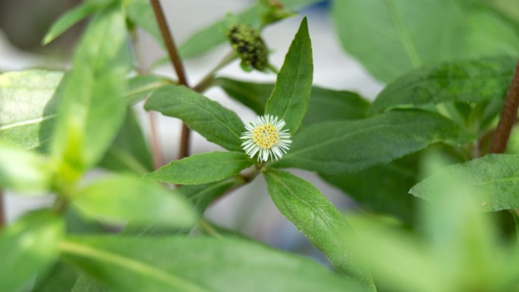 भृंगराज का उपयोग कैसे करें