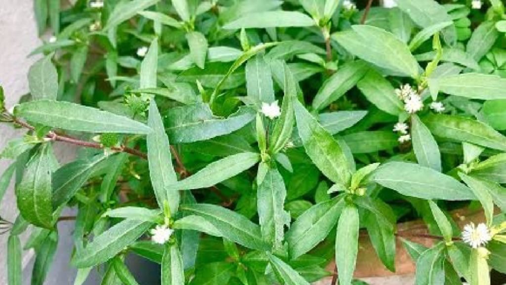 भृंगराज क्या है (What is Bhringraj)