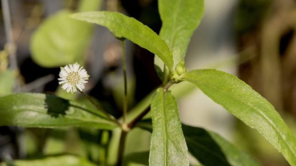 भृंगराज से बाल कितनी तेजी से बढ़ते हैं