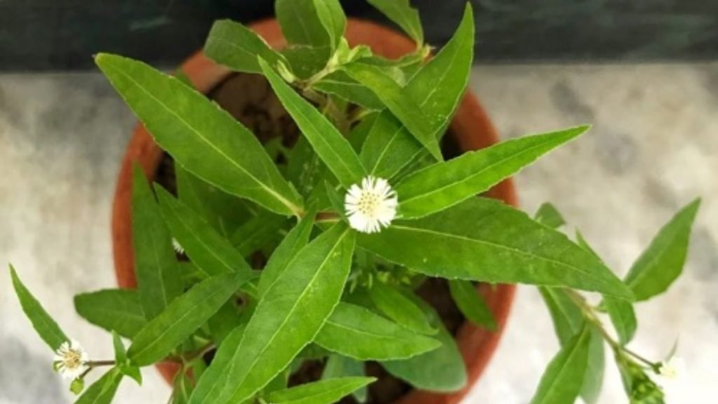 भृंगराज से बाल कितनी से बढ़ते हैं जानिए पूरी सच्चाई