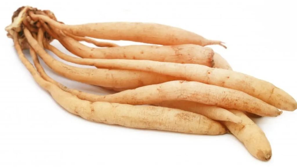 शतावरी क्या है