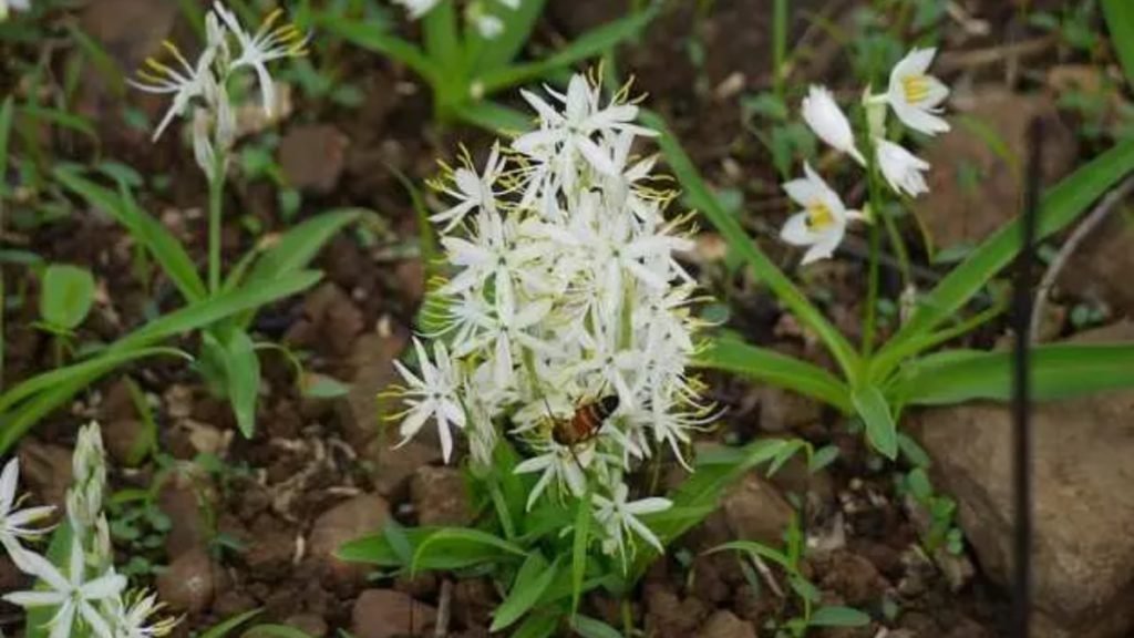 सफेद मूसली का सेवन कैसे करें