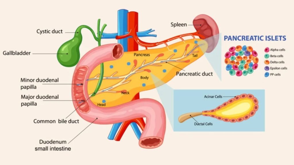 🌱 Jeevan Ayurveda द्वारा पैनक्रियास स्टोन का आयुर्वेदिक उपचार