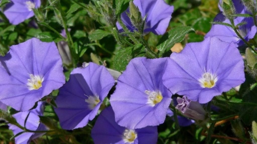 शंखपुष्पी क्या है