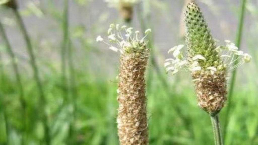 इसबगोल किस काम आता है जानिए इसके फायदे, उपयोग