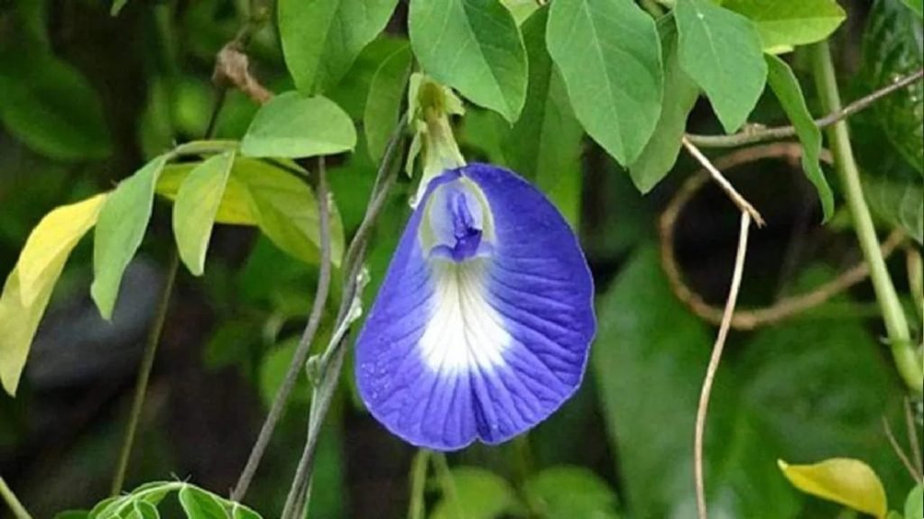 शंखपुष्पी का उपयोग कैसे करें