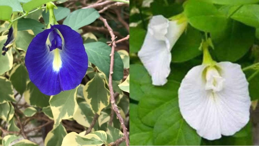 शंखपुष्पी के 10 बड़े फायदे